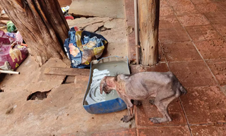 Cachorro resgatado em ONG que praticava maus-tratos em 2022 (Foto: Arquivo/Campo Grande News)