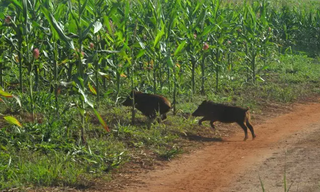 Javalis atacam lavouras e causam prejuízos a produtores rurais. (Foto: Divulgação)