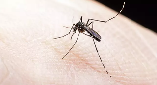 O mosquito Aedes aegypti, transmissor da dengue. (Foto: Arquivo/Campo Grande News)