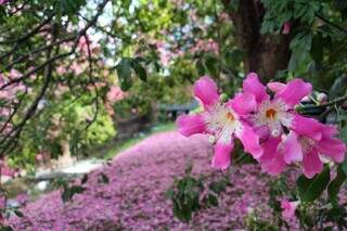 Flores de paineira que floresce na Avenida Ricardo Brandão (Foto: Juliano Almeida)