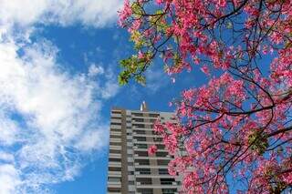 Rosa das flores de paineira quebram a frieza urbana (Foto: Juliano Almeida)