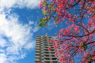 Ex&oacute;ticas no Cerrado, paineiras voltam a colorir Avenida Ricardo Brand&atilde;o