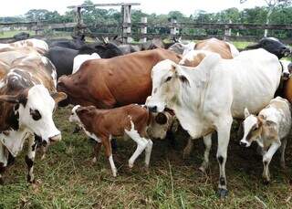 Rebanho bovino de corte durante manejo em propriedade rural; boas práticas e reprodução são temas de palestras na Expogrande. (Foto: Arquivo/Embrapa)