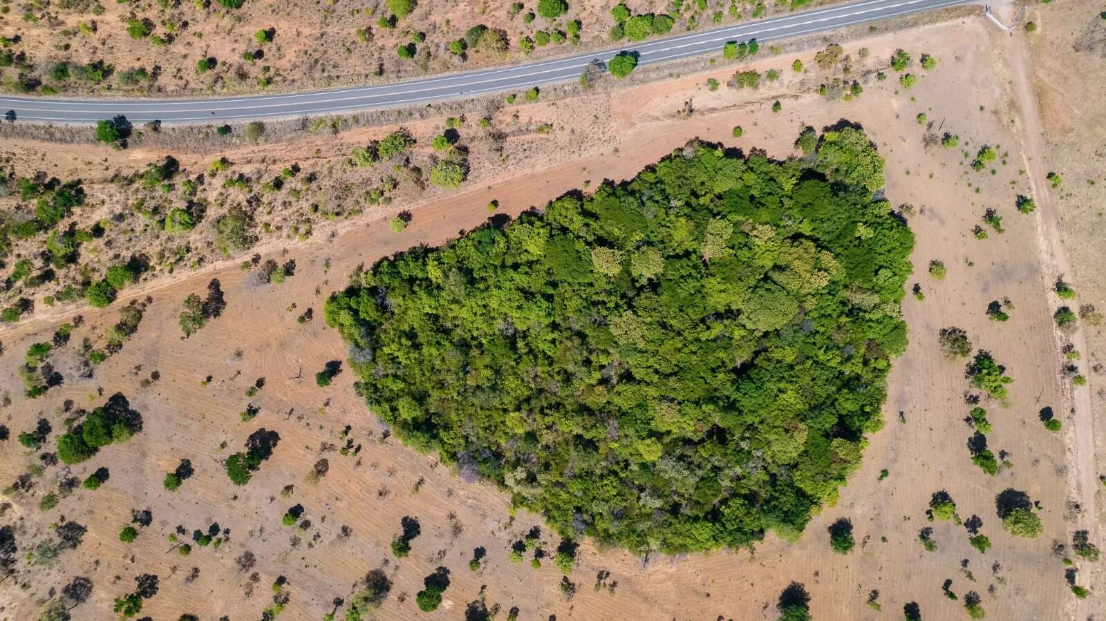 Mato Grosso do Sul tem menor &iacute;ndice de desmatamento ilegal do cerrado
