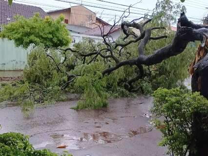 Após chuva moderada, árvore cai e bloqueia rua em Campo Grande