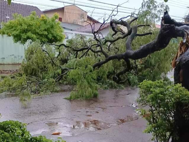 Ap&oacute;s chuva moderada, &aacute;rvore cai e bloqueia rua em Campo Grande