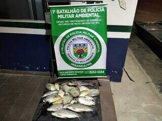 Pescadores tinham capturado 10 kg de peixes das espécies curimbatá, pintado e piranha de tamanho abaixo do permitido por lei (Foto: PMA)