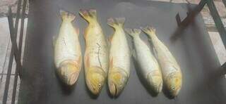Exemplares de dourado pescados pelo homem preso e apreendidos pela PMA (Foto: Divulgação) 