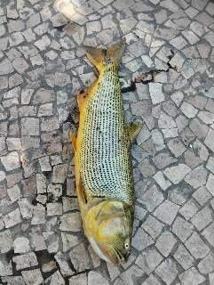 Peixe dourado é encontrado morto e encaminhado para análise