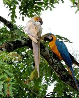 Apesar de ter mutação genética, ave já formou par com outro da espécie (Foto: Suélen Vian)