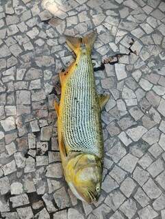 Peixe dourado encontrado morto e encaminhado para análise (Foto: Direto das Ruas)