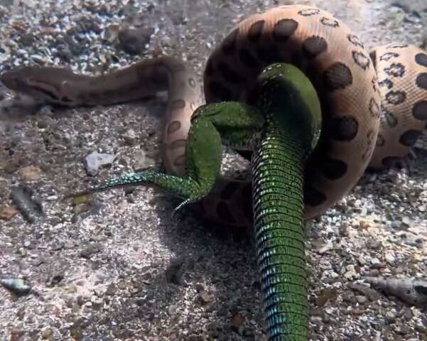 Gulosa, sucuri filhote &quot;come&quot; lagarto maior que ela no Rio Formoso
