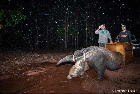 Foto de tamanduá-bandeira “Hanna” voltando à natureza é finalista de prêmio 