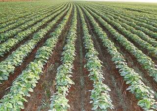 Parte do período do plantio da forrageira ocorre em cultivo consorciado com a soja, sem prejuízo à produtividade da oleaginosa. (Foto: Divulgação/Embrapa)