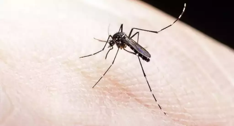 Ministério inclui MS em levantamento sobre aumento nos casos de dengue