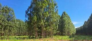 Floresta de eucalipto no leste de MS; multinacional abriu 150 vagas em quatro cidades (Foto: Arquivo)
