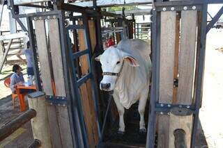 Animal nelore é pesado na Expogrande em etapa que antecede o julgamento da raça. (Foto: Divulgação/Thais Cintra/Acrissul)