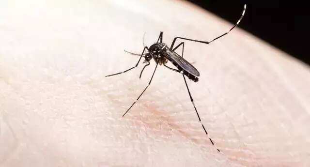 MS confirma mais 4 mortes e soma 10 &oacute;bitos por dengue em 2024