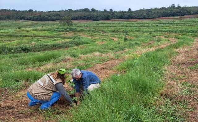 Avan&ccedil;a o plantio de mudas para restaurar 6 mil hectares do Taquari