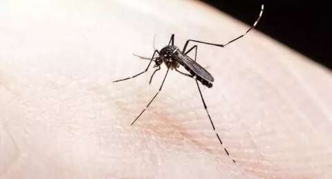 MS confirma mais 4 mortes e soma 10 óbitos por dengue em 2024