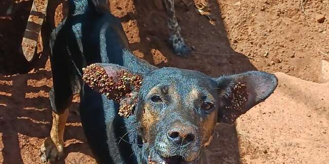 PM autua idosa ap&oacute;s encontrar c&atilde;o morto e outros 4 infestados de carrapatos 