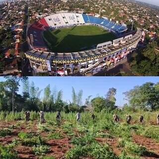 Estádio Defensores del Chaco (acima) e uma das lavouras de maconha destruídas no Paraguai (abaixo) (Montagem: Divulgação/La Nacion/1ª foto e Reprodução/Senad/2ª foto)