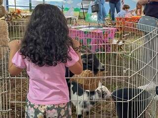 Menina observa cabra em Fazendinha (Foto: Marcos Maluf)