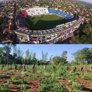 Maconha plantada em área igual a 761 campos de futebol é destruída no Paraguai