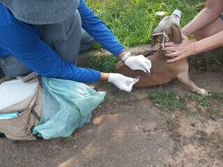 Cachorro sendo vacinado contra a raiva (Foto: Divulgação)