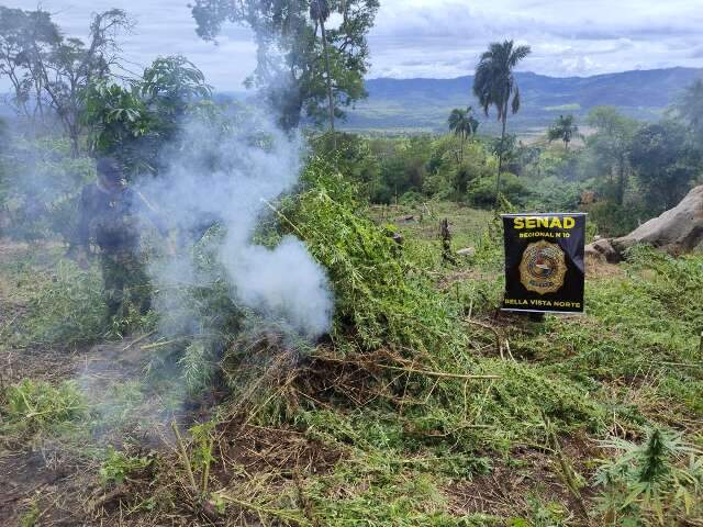 Em nova frente, ag&ecirc;ncia antidrogas combate lavouras de maconha perto de MS