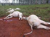Poste de eucalipto cai e mata gado em fazenda de Jaraguari