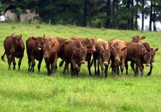Rebanho bovino criado a pasto em propriedade rural; soro fetal é retirado de vacas prenhas enviada para o abatedouro. (Foto: Arquivo/Embrapa)