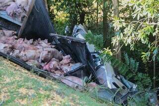 Porcos mortos dentro de carreta após acidente na BR-163 (Foto: Marcos Maluf)