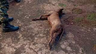 Vira-lata morto após ataque de pitbull foi levado para o CCZ (Foto: Divulgação | GCM)
