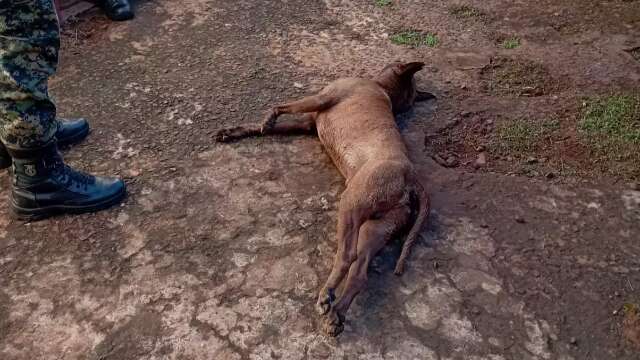 Pitbull pula muro, invade quintal de guarda e mata cachorro 