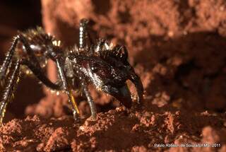 Registro de uma formiga tocandira (Foto: Paulo Robson)