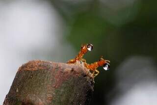 Foto das formigas do novateiro, feita em 2012 e que rendeu um prêmio do CNPq (Foto: Paulo Robson)