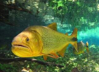 O peixe dourado pode chegar a 75 centímetros na Bacia do Alto Paraguai (Foto: José Sabino/Natureza em Foco