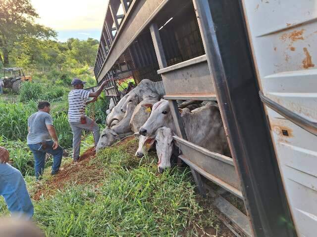 Caminhoneiro aciona bombeiros para retirar gado de ve&iacute;culo tombado