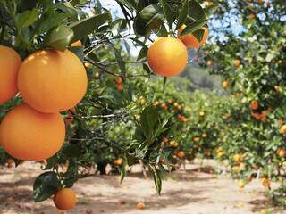 Cultivo de laranja em propriedade rural brasileira; citros ocupam 2 mil hectares em MS. (Foto: Divulgação)