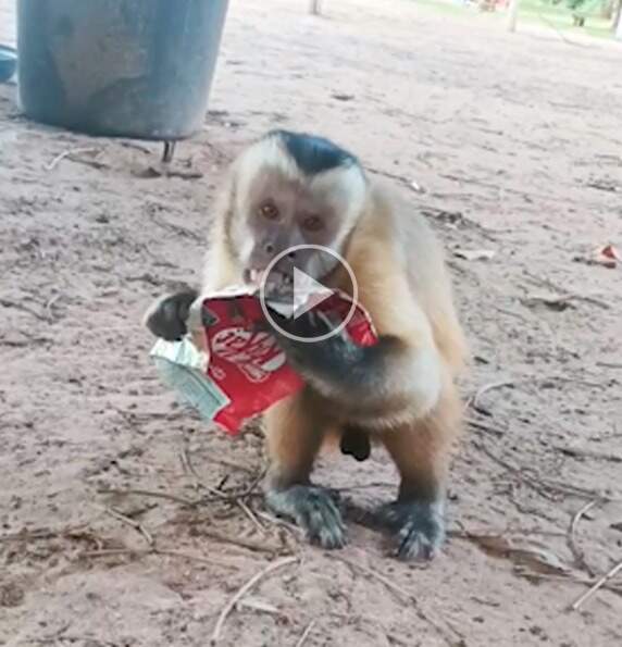 Biólogo filma grupo de macacos revirando lixo em busca de comida