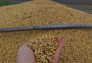 Soja colhida em Mato Grosso do Sul; perda na produção é de quase 14%. (Fotos: Divulgação/Aprosoja-MS)