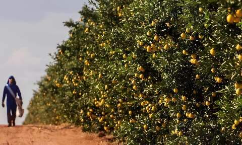 Sem registros de praga que afeta laranjais, MS atrai produtores