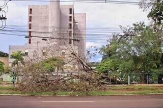 Árvore caída sobre a grade do Hospital Regional (Foto: Paulo Francis)