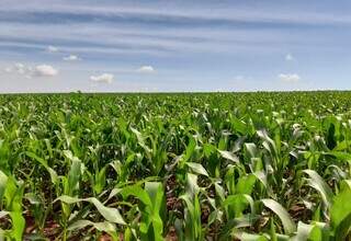 Área plantada com milho segunda safra em MS; produtividade do grão deve cair quase 20%