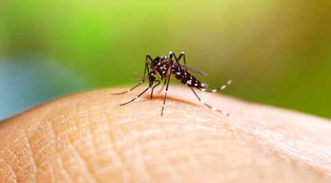 MS já registra 14 mortes por dengue este ano, registra boletim