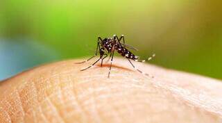 O mosquito da espécie Aedes aegypti, que transmite a dengue, a chikungunya e também a zika (Foto: Divulgação/Ministério da Saúde)