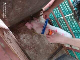 Pesquisador fazendo tomada de medidas e captura de imagens do porco (Foto: Arquivo pessoal)