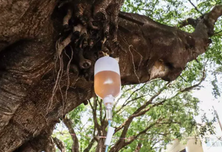 Coquetel de nutrientes aplicados em árvores de Campo Grande em 2023 (Foto: Henrique Kawaminami)