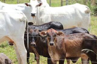 Rebanho bovino em propriedade rural sul-mato-grossense; portaria visa prorteger status sanitário do Estado. (Foto: Divulgação/Governo MS)